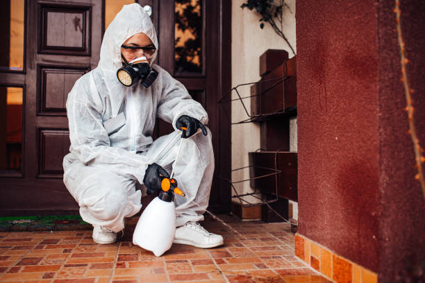 Reliable Wasp Removal contractor in Lathrop, CA by Show Me Pest Control